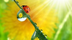 Animals ladybirds