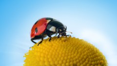 Animals ladybirds