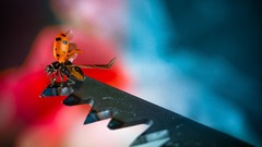 Animals ladybirds sawblade