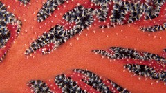 Animals lagoon Micronesia