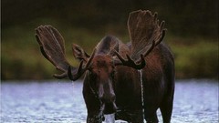 Animals lakes moose