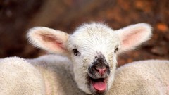 Animals lambs