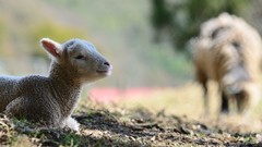 Animals lambs
