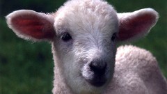 Animals lambs baby animals