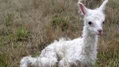 Animals lambs baby animals