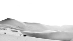 Animals landscape nature