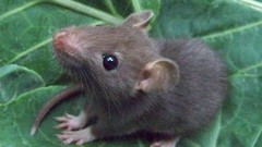 Animals leaves black eyes