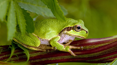Animals leaves Frogs macro