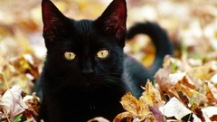 Animals leaves nature cats