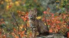 Animals leaves outdoors bobcats