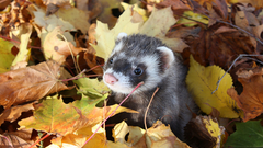 Animals leaves outdoors ferret