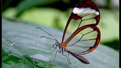 Animals leaves outdoors Glasswing