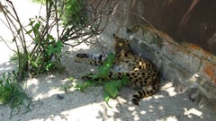 Animals leaves serval zoo