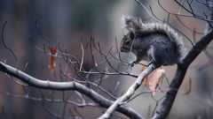 Animals leaves squirrels depth