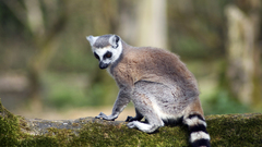 Animals lemur primates