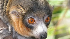 Animals lemur primates