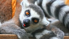Animals lemur ring-tailed lemurs