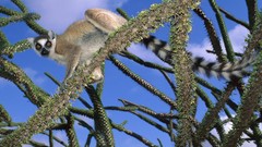 Animals lemur ring-tailed lemurs