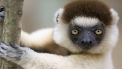 Animals lemur sifaka