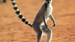 Animals lemurs
