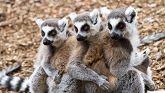 Animals lemurs