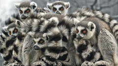 Animals lemurs