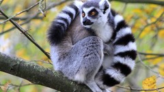 Animals lemurs