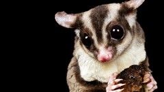 Animals lemurs lemur