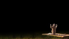 Animals lemurs ring-tailed lemurs