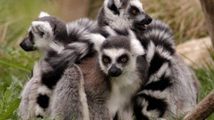 Animals lemurs ring-tailed lemurs