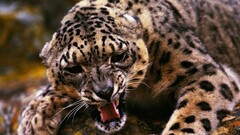 Animals leopard big cats Mammals