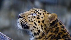 Animals leopard big cats Mammals looking up