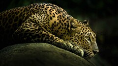 Animals leopard Mammals big cats