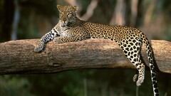Animals leopard nature sitting big cats Mammals