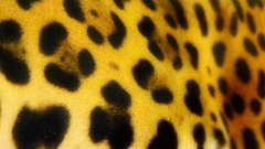 Animals leopard skin
