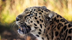 Animals Leopards