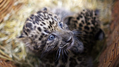 Animals Leopards