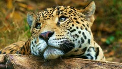 Animals Leopards