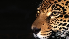 Animals Leopards