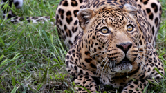 Animals Leopards