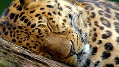 Animals Leopards