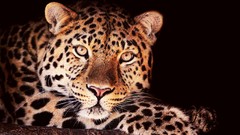 Animals Leopards