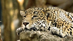 Animals Leopards