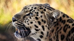 Animals Leopards