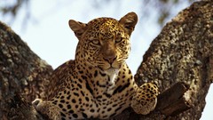 Animals Leopards