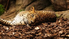 Animals Leopards