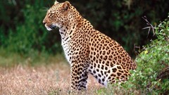 Animals Leopards