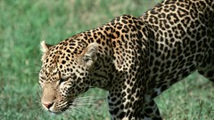 Animals Leopards