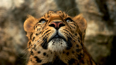 Animals Leopards