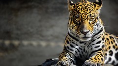 Animals Leopards